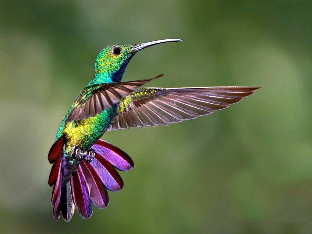 colibri